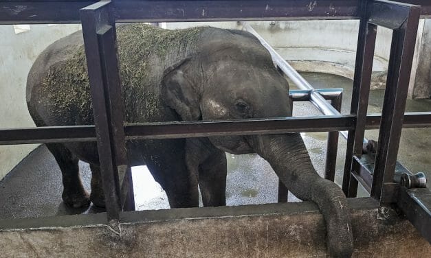 SIGN: End Cruel Elephant Captivity in Canada