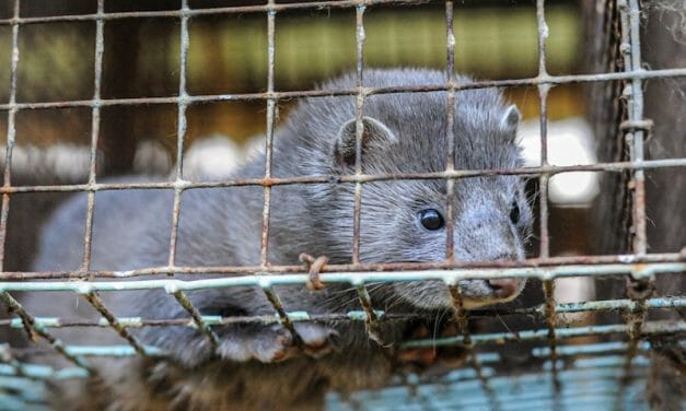 Thousands of Mink Are Dying from Coronavirus on Cruel Fur Farms