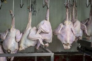 poultry processing line