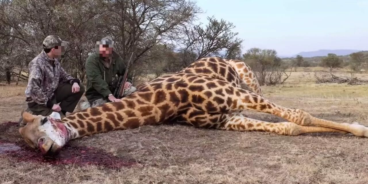 Two men next to a dead giraffe, killed via giraffe trophy hunting