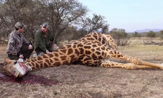 SIGN: Petition to Add Giraffes to the Endangered Species List and Stop Trophy Hunting