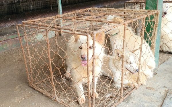 UPDATE: Mayor is Ordering Demolition of Dog Meat Auction – We Need Your Emails!
