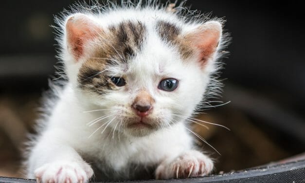 SIGN: Justice for Sick and Dying Kittens Sold as “Purebreds” Out of Car Trunk