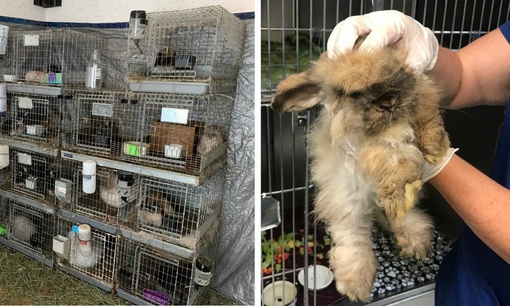 SIGN: Justice for Dogs and Bunnies Starved to Death in Feces-Ridden Cages