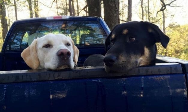 SIGN: Justice for Dogs Poisoned and Shot in Face with Shotgun