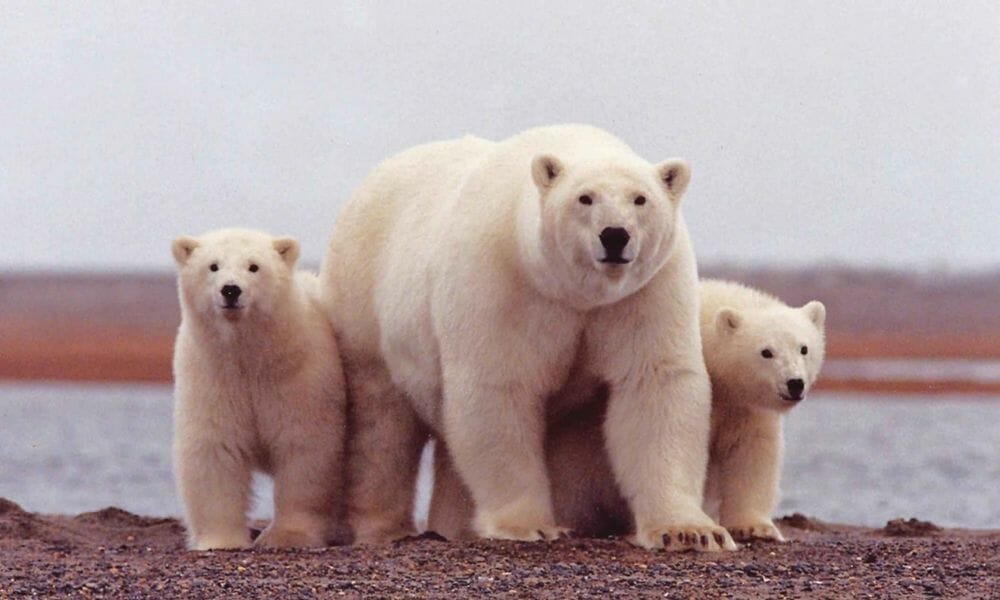 polar bear mom and cubs