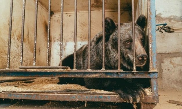 Circus Bear Leaves Tiny Cage for New Life At Sanctuary