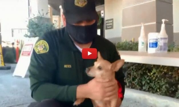 VIDEO: Sweet-Pea the Chihuahua Is Back Home After Going Missing for Five Years