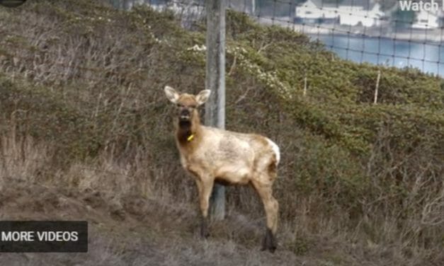 VIDEO: Activists Risk Arrest to Save Tule Elk Dying of Thirst