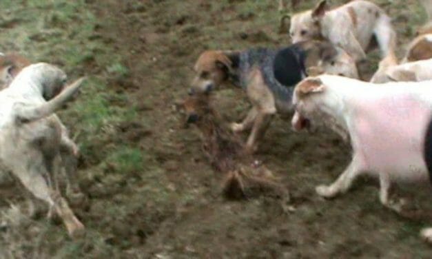 SIGN: Outlaw Cruel Dog Hunting Where Foxes Are Torn to Shreds