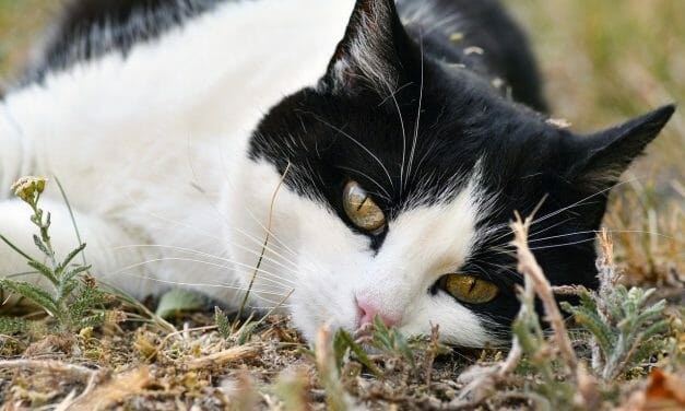 SIGN: Justice for Cats Shot And Killed by City Just for Being in Park