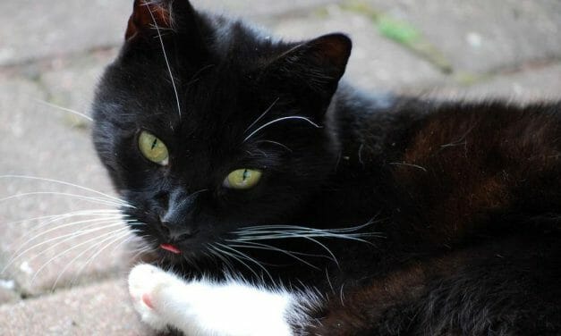 SIGN: Justice for PJ the Cat Beaten to Death and Cut in Half