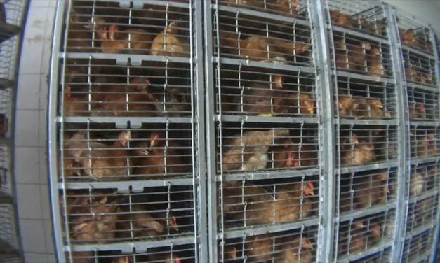 U.S. Live Animal Markets Cram Birds and Bunnies Into Floor-To-Ceiling Cages Amid Pandemic