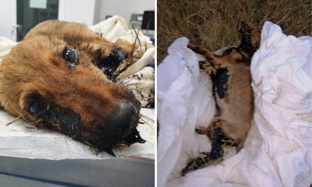 SIGN: Justice for Puppy Covered in Scalding Hot, Toxic Tar