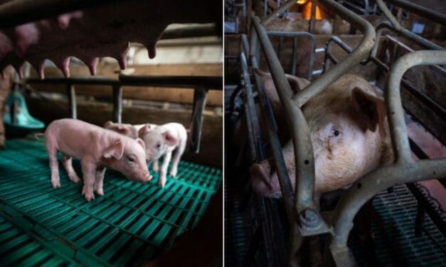 California’s Ban on Extreme Confinement of Farmed Animals Being Challenged by Pig Farmers