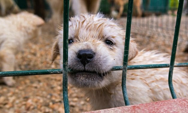UPDATE: Puppy Mill Ban in Washington State Now Signed Into Law