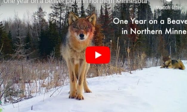 VIDEO: Beaver Dam Camera Shows Incredible Diversity of Wildlife Throughout 2020