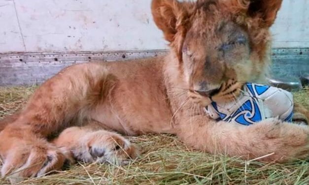 SIGN: Justice for Smuggled Lion Cub Who Lost Both Eyes