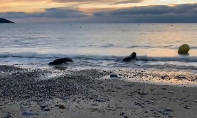 VIDEO: Two Rescued Seals Swim Off Into the Sunset After Months of Rehabilitation