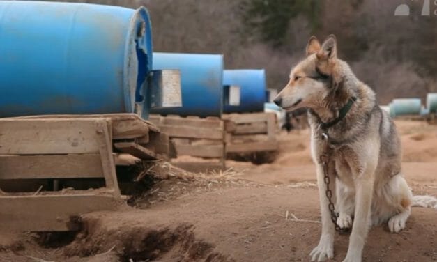 Shocking Cruelty and Death For Dogs in Iditarod Exposed Through Award-Winning Dogsledding Documentary