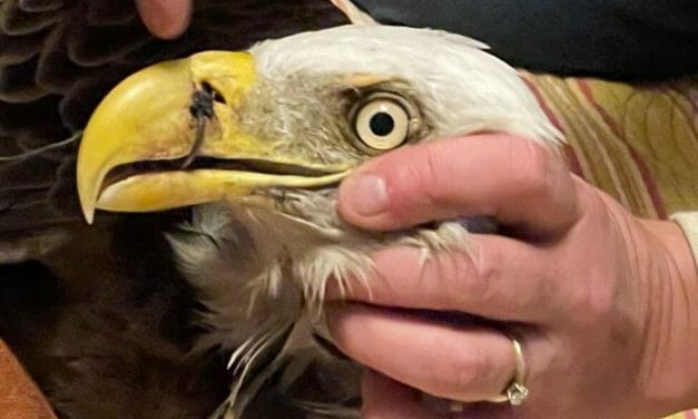 Injured Bald Eagle Rescued By Caring Children