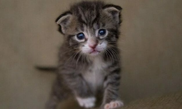 SIGN: Justice for Kitten Decapitated With Pocket Knife