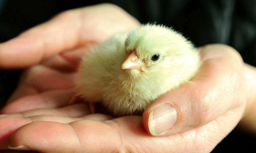 chick hatchling