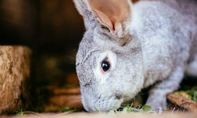 China Will No Longer Require Cruel Cosmetics Testing on Animals