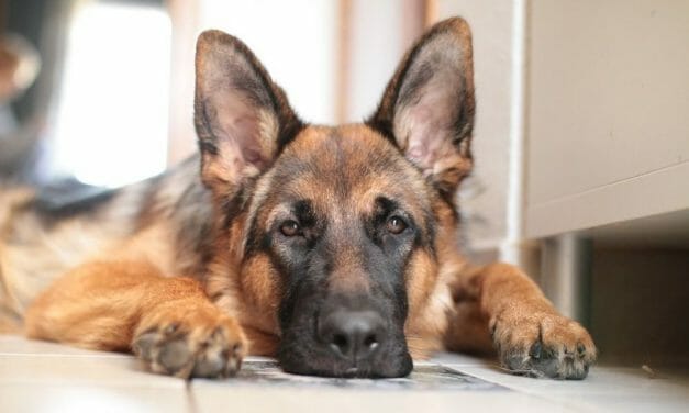 SIGN: Justice for German Shepherd Wrapped in Shower Curtain and Dumped in Drain