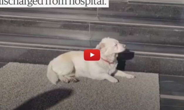 VIDEO: Loyal Dog Waits Outside the Hospital Every Day for Her Sick Guardian