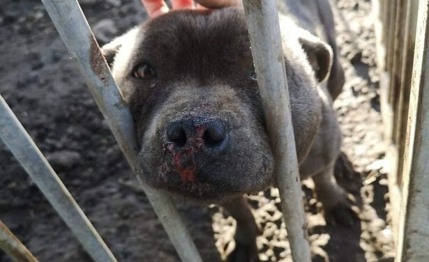 SIGN: Justice for Puppy Mill Dogs Covered in Blood and Feces