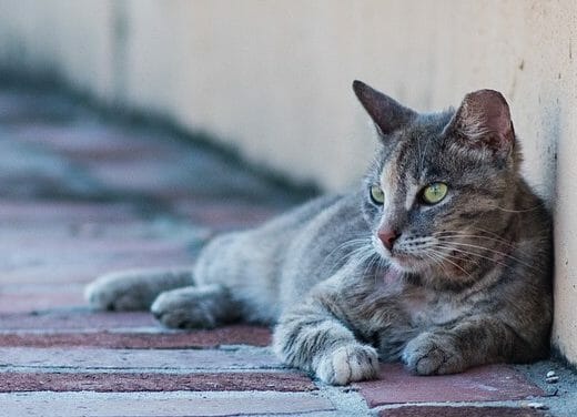 Los Angeles Finally Ends 10-Year Ban On Trap-Neuter-Release for Feral Cats