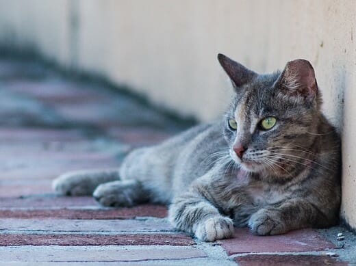 Los Angeles Finally Ends 10-Year Ban On Trap-Neuter-Release for Feral Cats