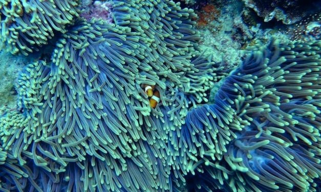 Coral in Crisis: Reefs Could Go Extinct By 2100 If We Don’t Act Now
