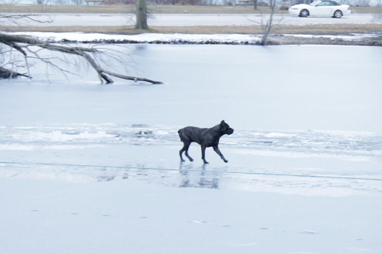 dog crossing icy river