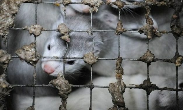 SIGN: Ban Sweden’s Cruel and Dangerous Mink Fur Farms