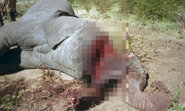 SIGN: Stop Illegal Ivory Sales on Ebay