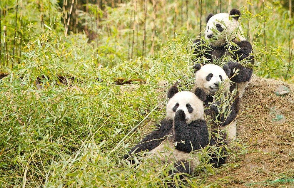 China’s Endangered Pandas and Elephants Back From Brink of Extinction