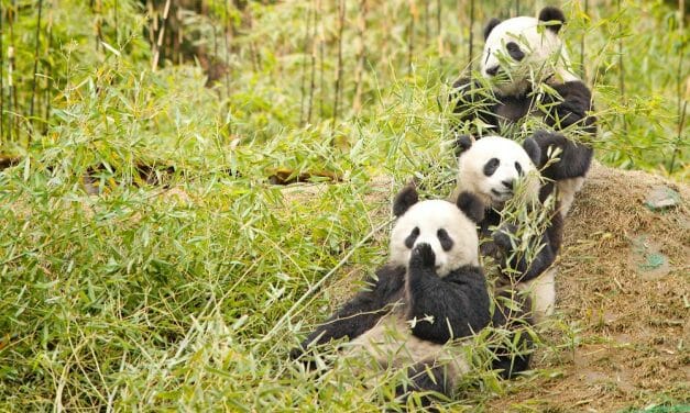 China’s Endangered Pandas and Elephants Back From Brink of Extinction