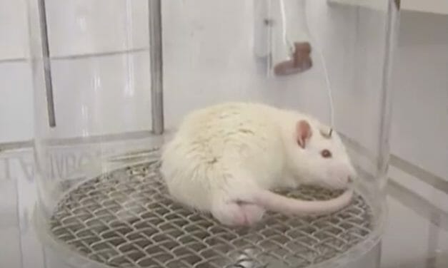 10 Disturbing Animal Testing Facts You Need to Know