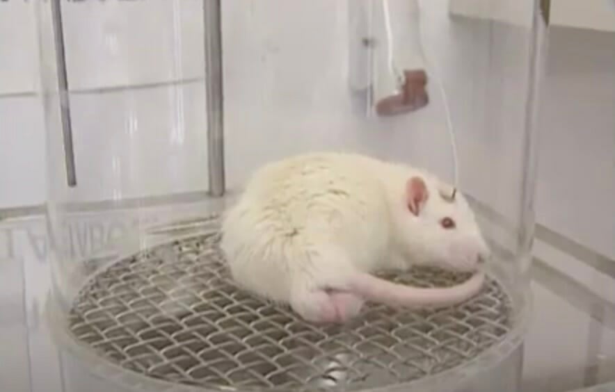 lab tests on a rat