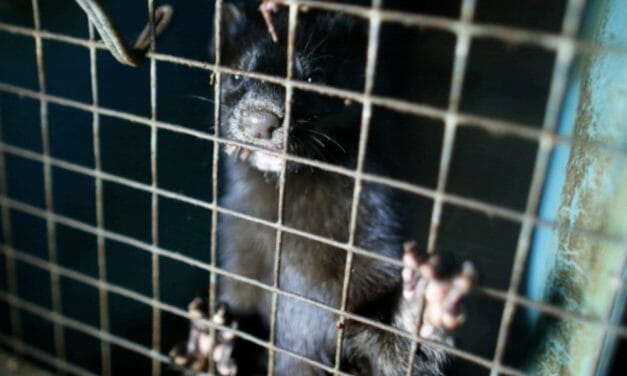 New Study Says The US Doesn’t Know Where All Its Fur Farms Are