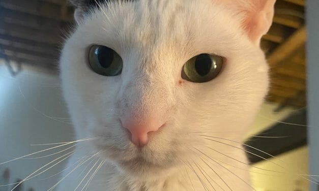 Cat Lost During Nashville Christmas Bombing Reunites With Guardian