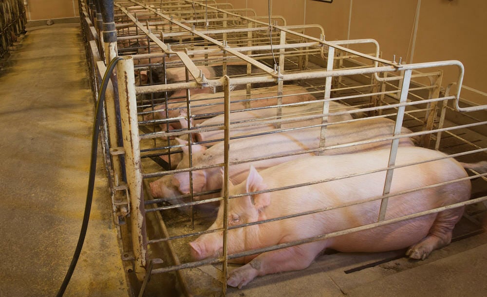 SIGN: End Gestation Crate Prisons for Pigs in Canada