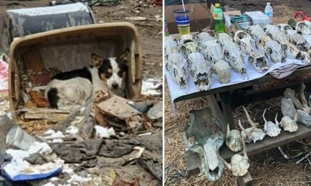 SIGN: Justice for 200 Dogs Living Among Corpses at ‘Boneyard’ Puppy Mill