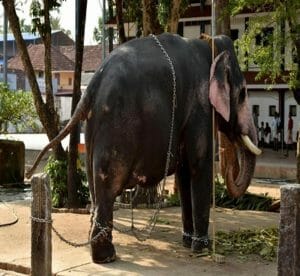 elephant torture