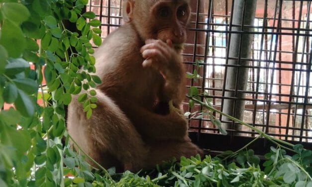 UPDATE: Indonesian YouTuber Who Tortured Captive Monkeys FINED and JAILED