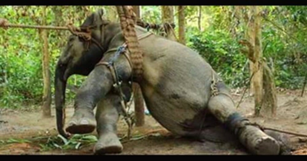 Elephant torture