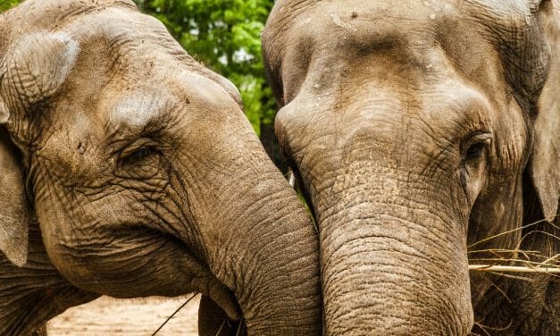 UK Residents Want End to Cruel Elephant Attraction Advertising, New Poll Shows