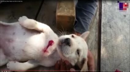 cut open puppy fake rescue video Youtube